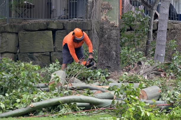 Why Choose Our Tree Removal Services in Osceola, WI?